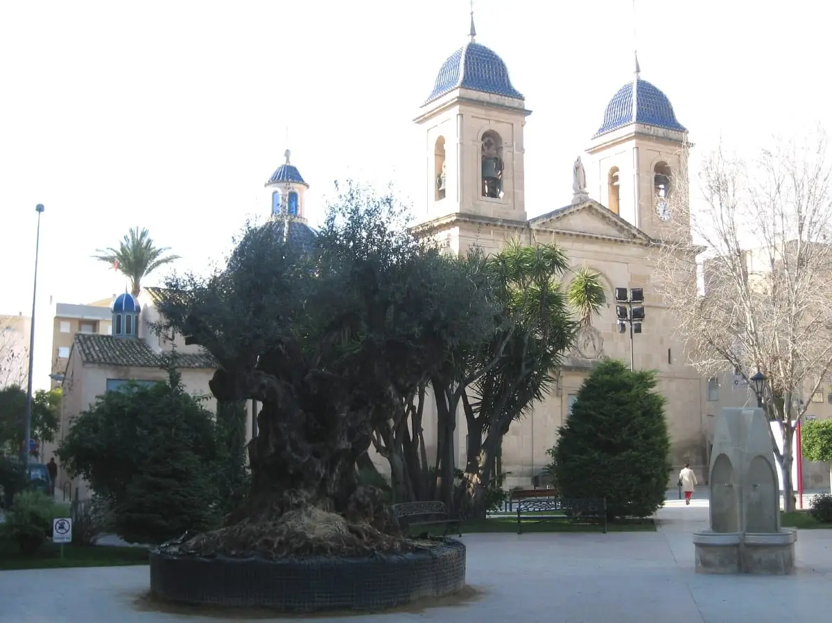 The town hall square in Sant Joan, with a gnarled old olive tree and the blue-domed bell towers of the parish church behind it.
